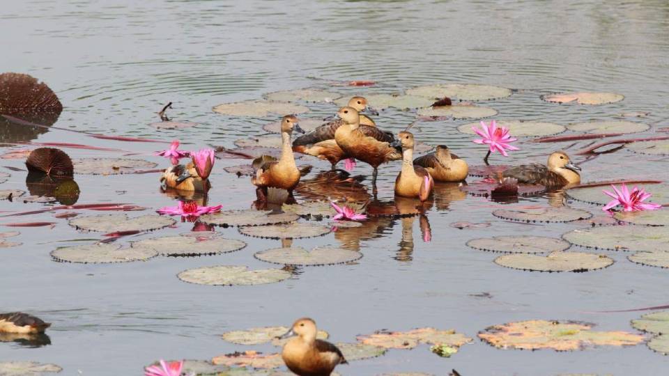ju_migratory_birds.jpg