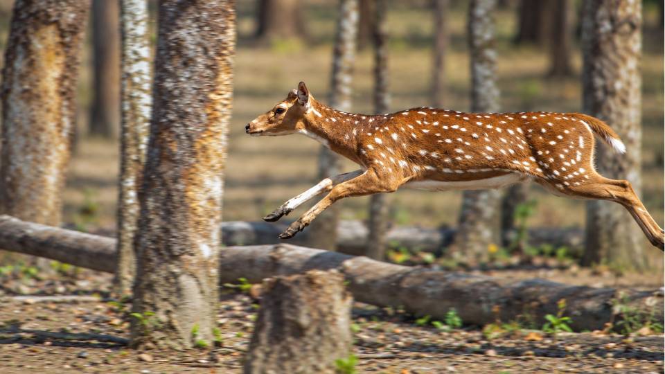 A-spotted-deer-gracefully-leaps-_in_Sundarban-Bangladesh-pexels-rafid.jpg