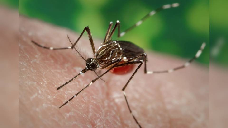 Aedes-aegypti.jpg