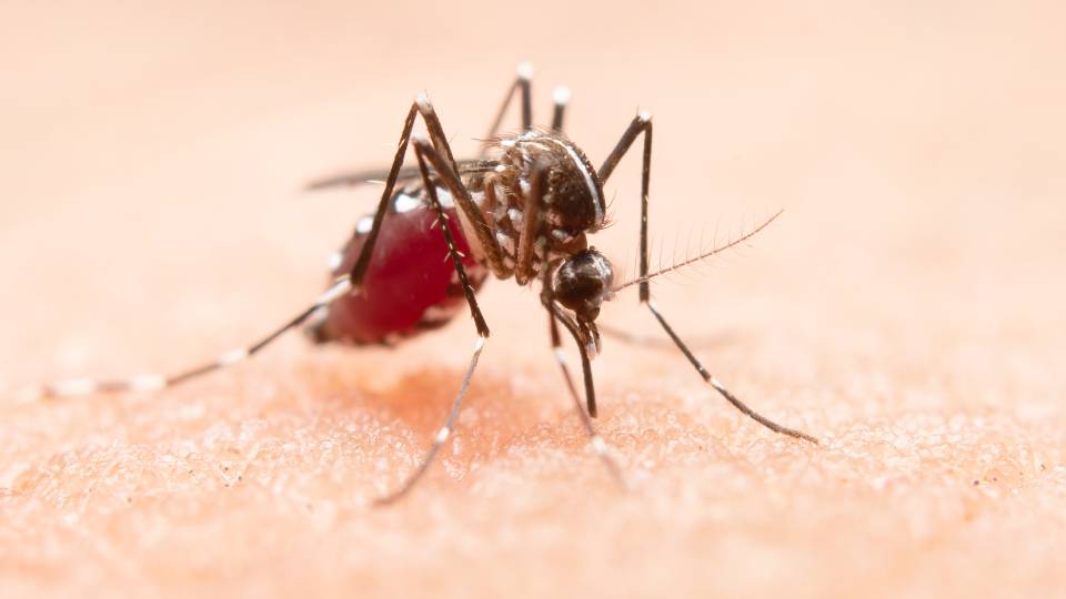 mosquito.jpg