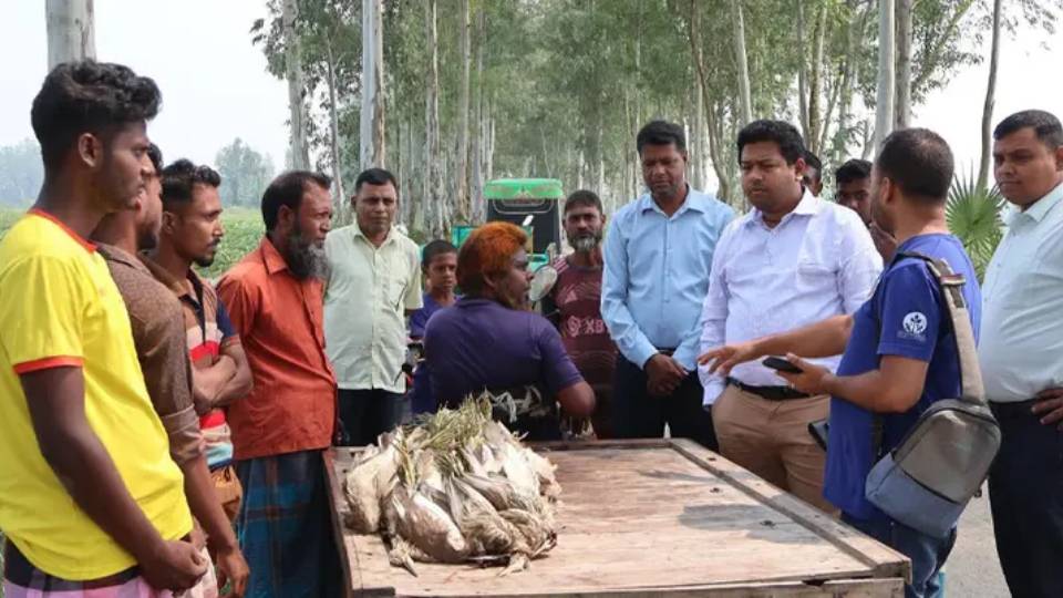 চলনবিলে শিকার করা বক উদ্ধার