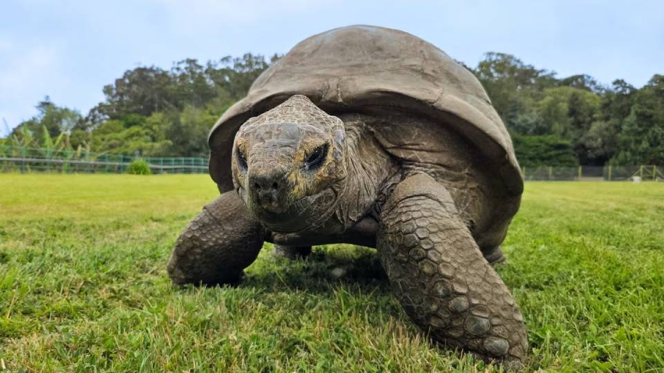 jonathan-giant-tortoise-longest-living.jpg